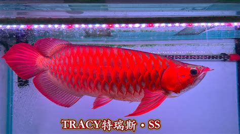 血紅龍魚 五行俱全